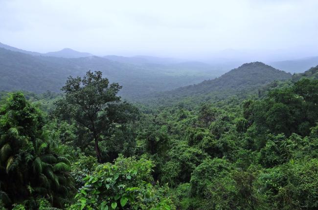 rainforest-384944_1920_Bishnu Sarangi from Pixabay .jpg
