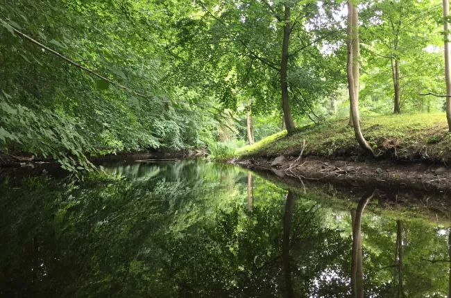 A river in a forest