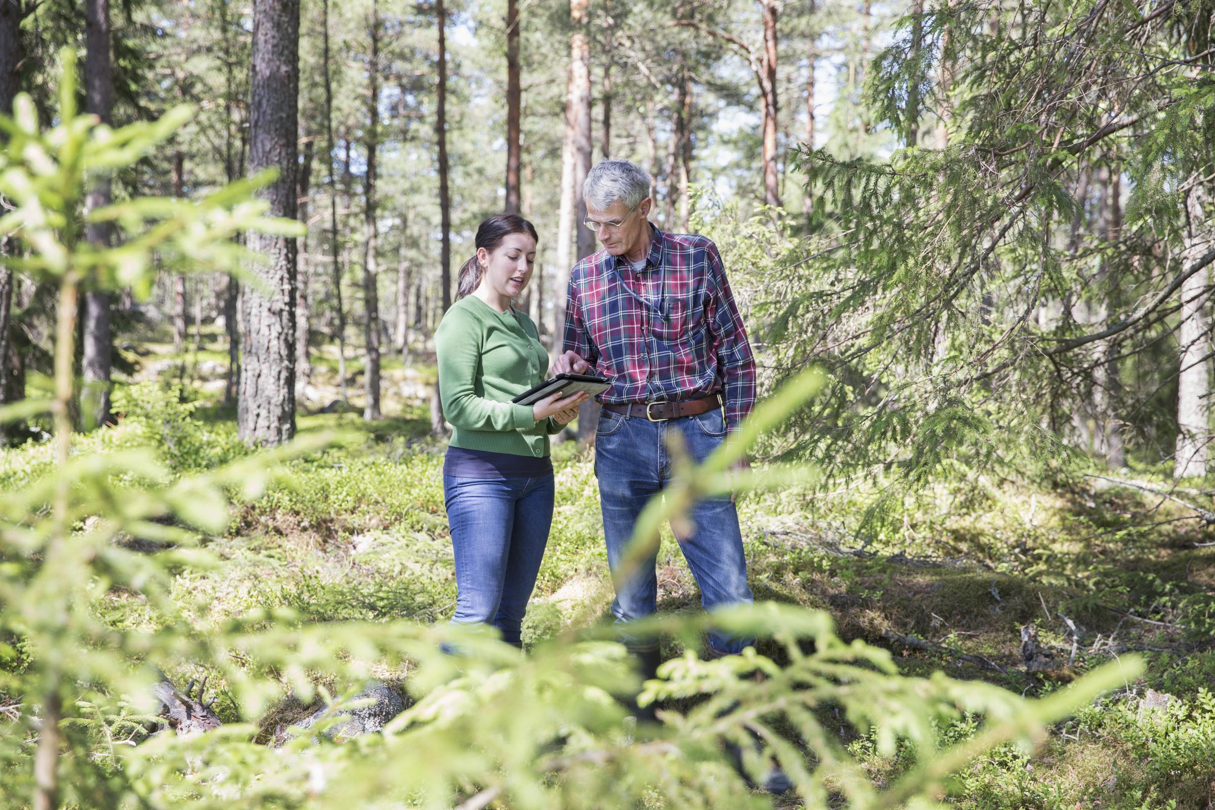 International Day of Forests 2020 and the key role of European forest ...