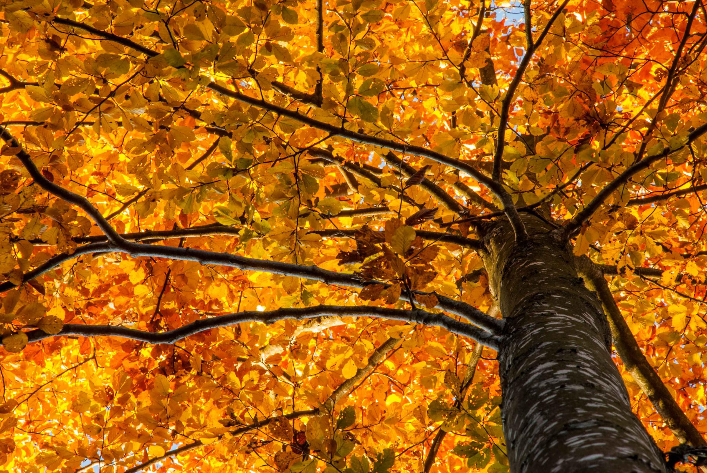 autumn beech tree (c) Franz Thoma